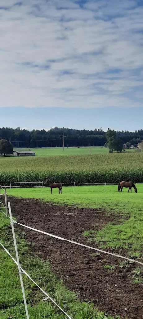 Pferdezucht Lohner - Foto 1