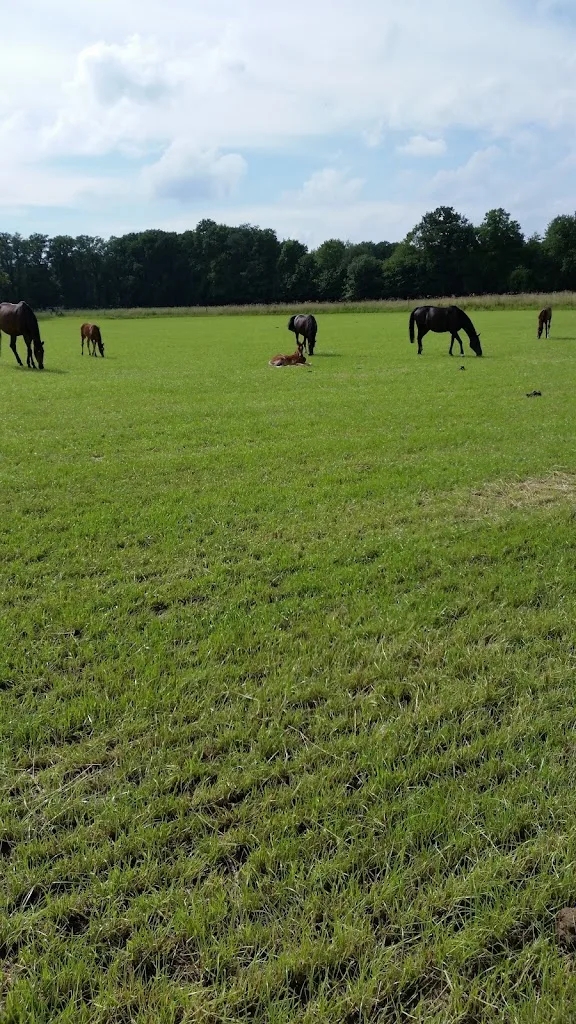 Pferdezucht MB - Foto 1