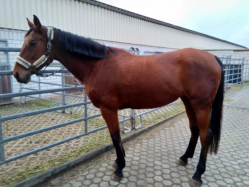 Reitschule christian sauer - Foto 2