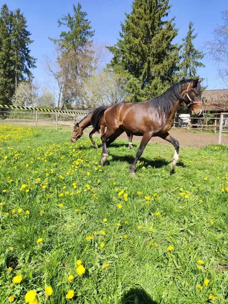 Reitsport Maier - Foto 1