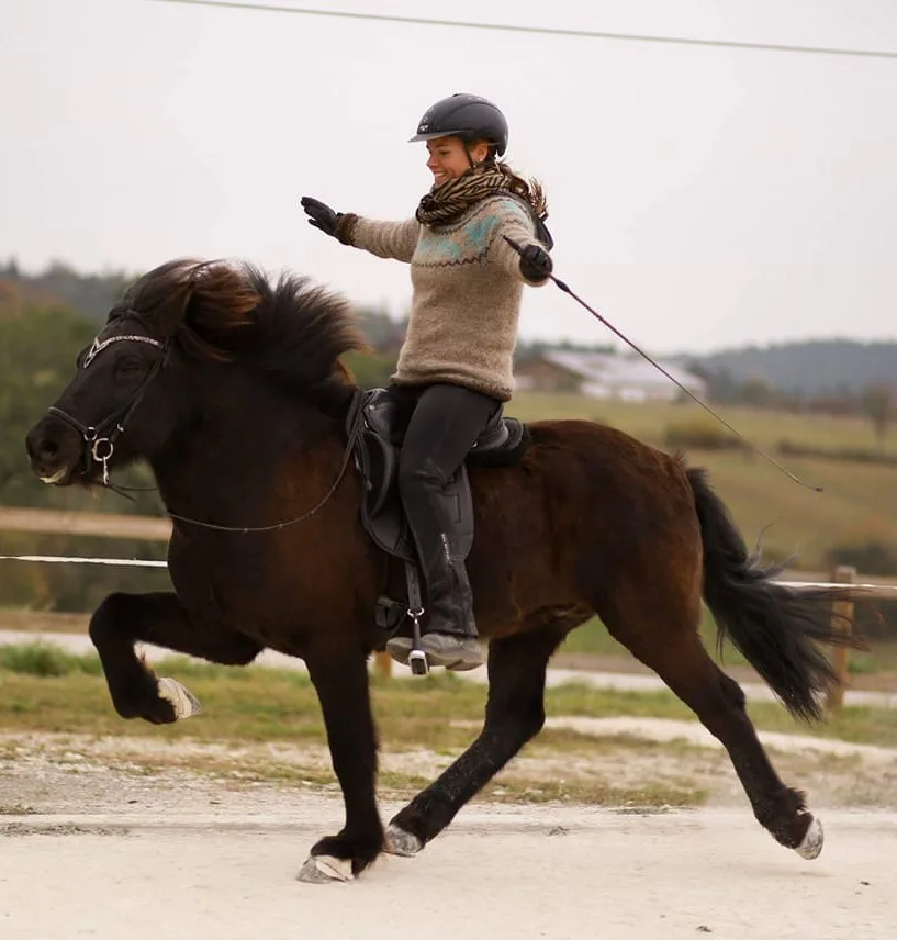 Reitponyzucht Petit - Foto 2