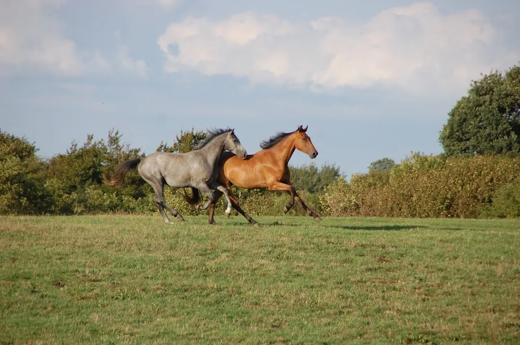 Reitponyzucht Petit - Foto 3