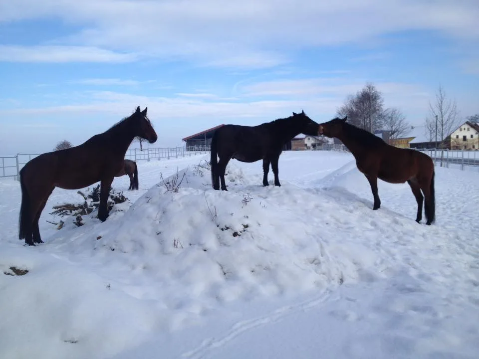 Trailstable - Foto 2