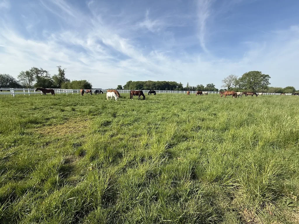 Haus Brook - Aktivstall und Reitanlage - Foto 2