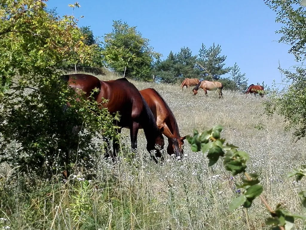 Reit- und Freizeithof Lucky Horse Ranch e. V. - Foto 2