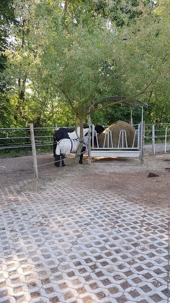 Lehenhöfle der Familie Mannschreck Pferdepension/Wohnmobilstellplatz - Foto 2