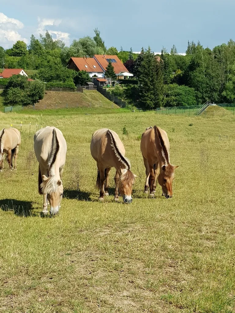 Fjordpferdehof Starbach - photo 2