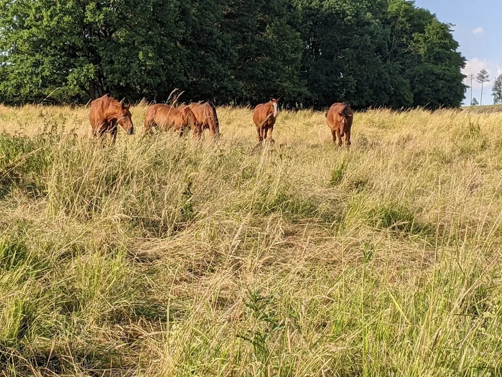 Aktivhof Westerwald - Foto 2