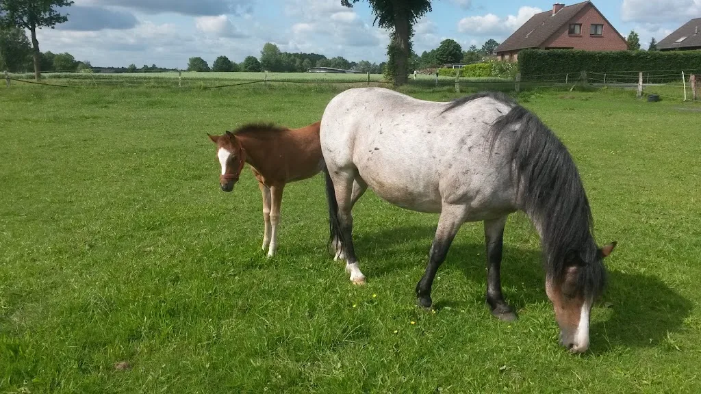 Reitbetrieb Vorhop - photo 1