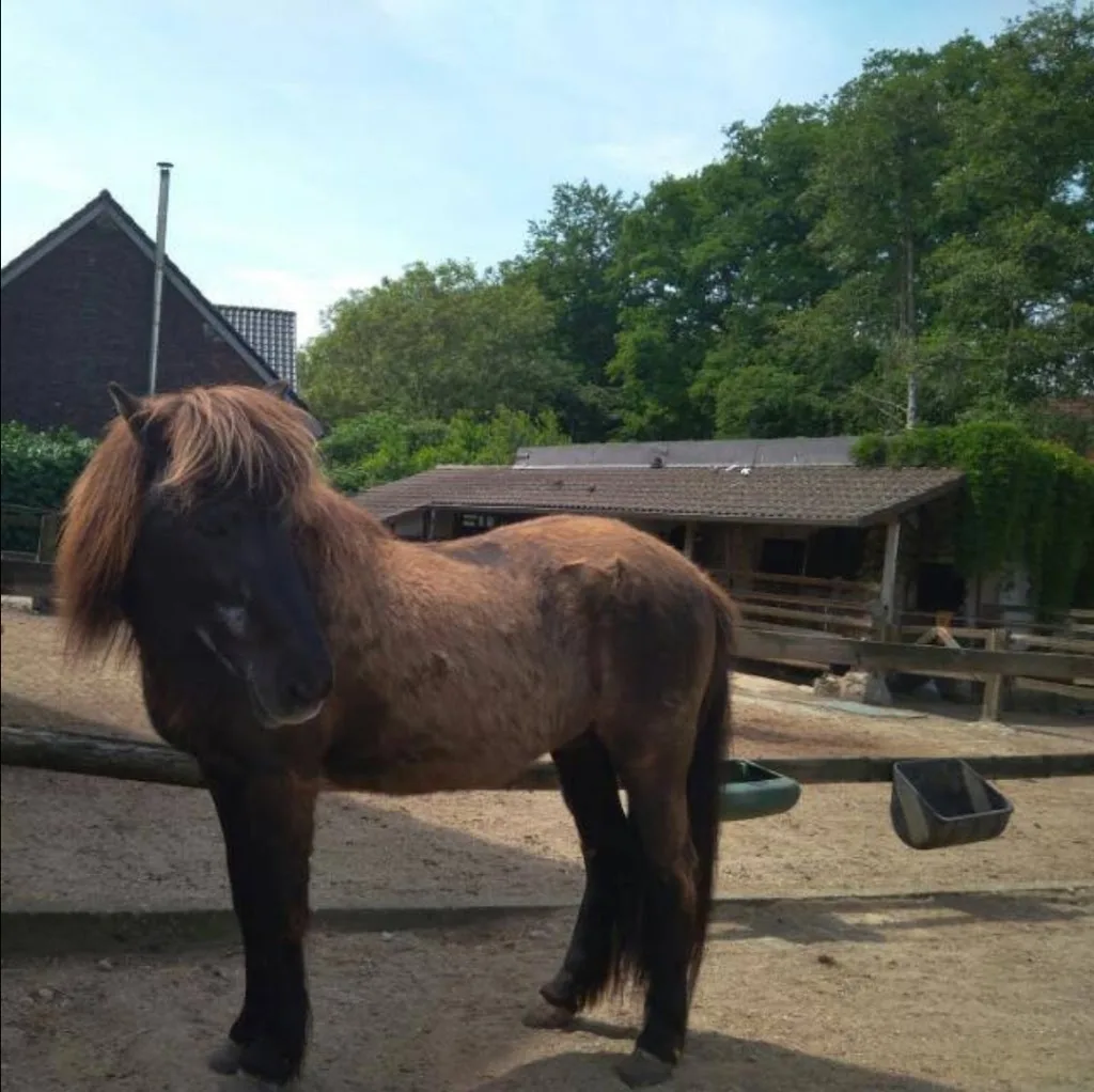 Horse Hotel Borgmann - photo 1
