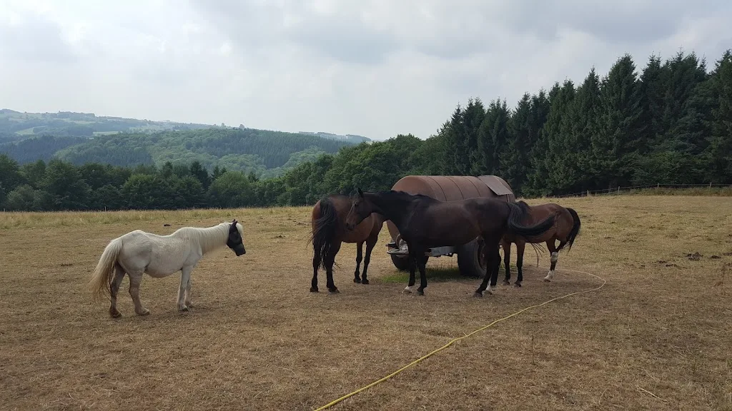 Horse Hotel Borgmann - photo 3