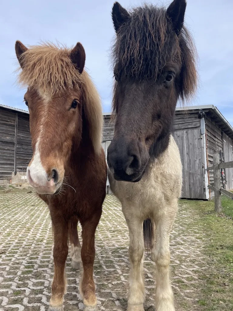 Reiten im Harz - Islandpferde vom Hasselhof - photo 1