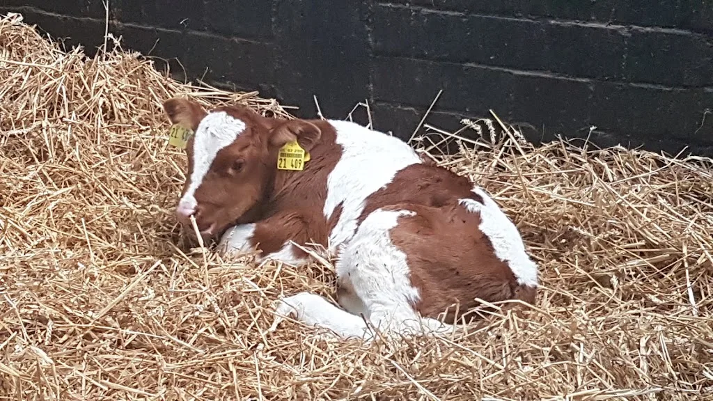 Reitanlage Flottbek - Foto 1