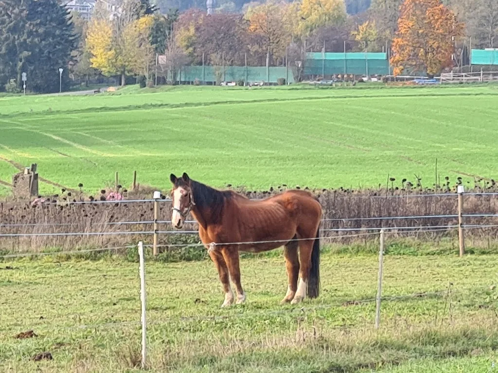 Drei-Lilien-Hof GbR - Foto 1