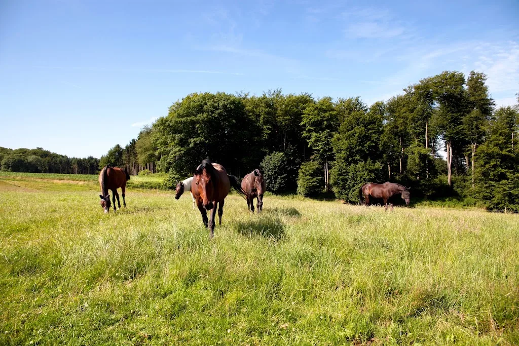 Reitstall Tiedmann - photo 2