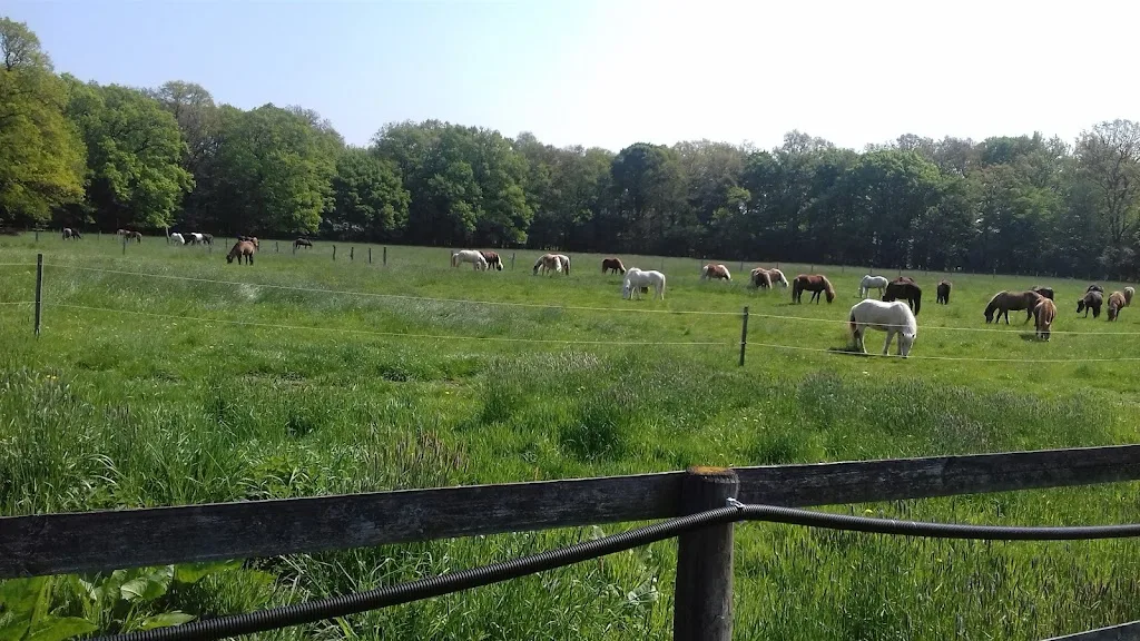 Tertu Waldschmitt Pferdesport - Foto 2