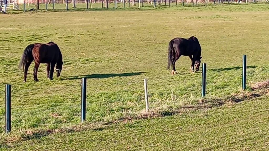 Bornheim's Hof - Foto 1