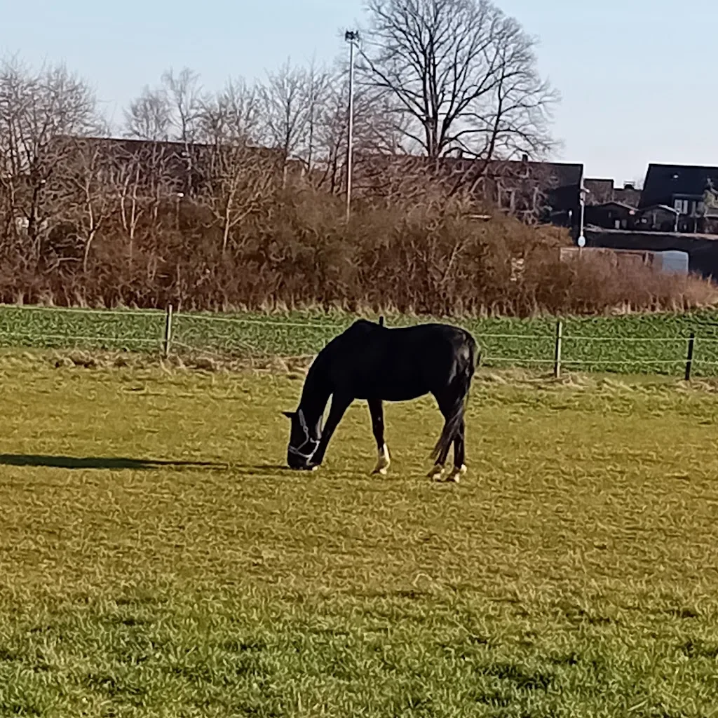 Bornheim's Hof - Foto 2
