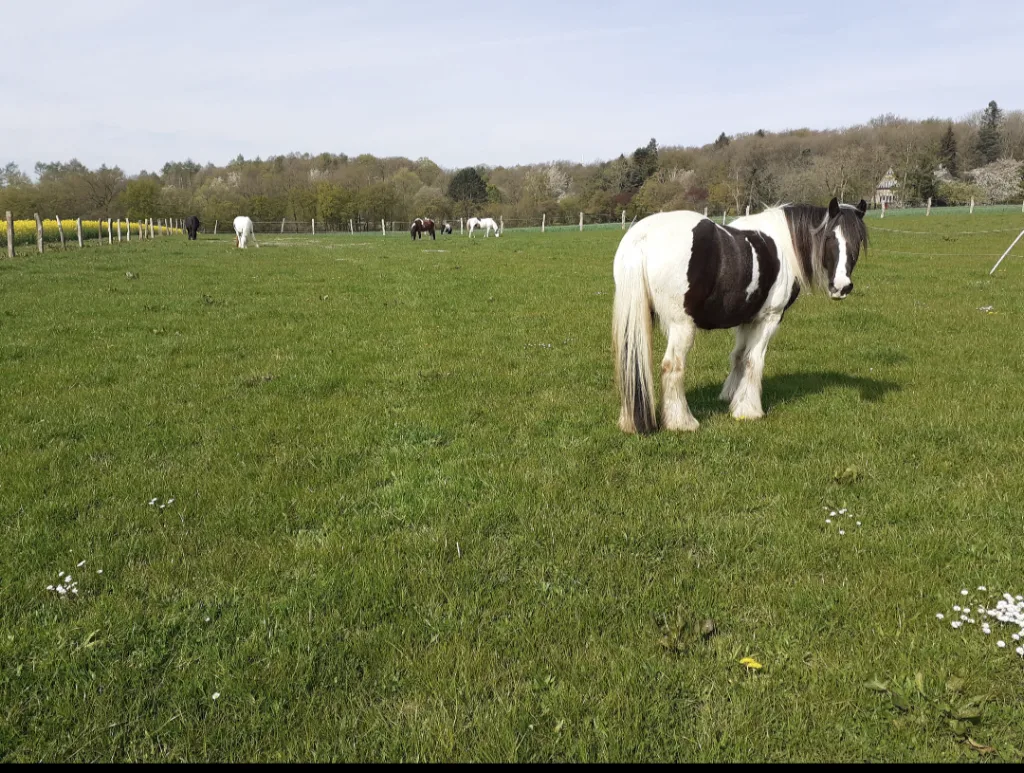 Wolffs Pferdestärken, Reittherapie, Therapeutisches Reiten - photo 3