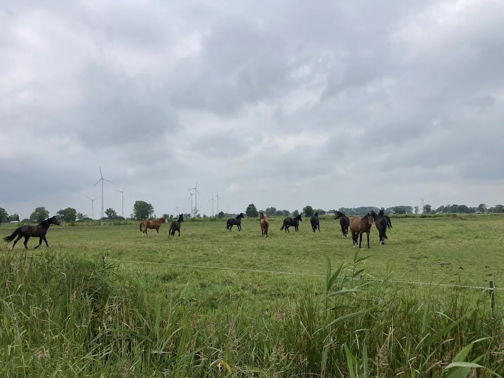 Reiterhof und Pferdepension Imke Müseler - Foto 2