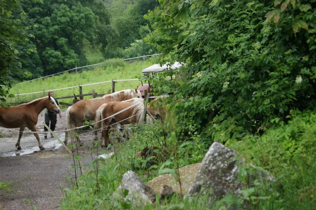Reitschule Hofer - Foto 3