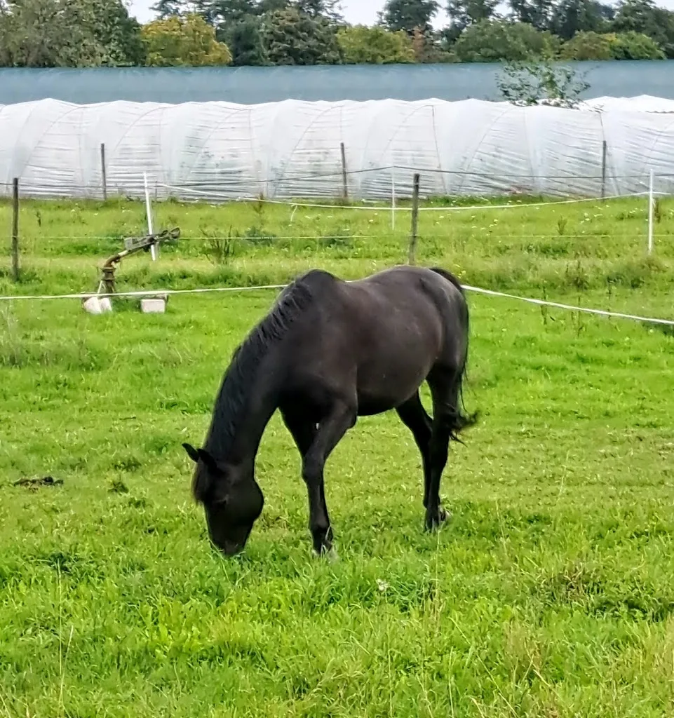 Reitstall Eichenlaub - Foto 1