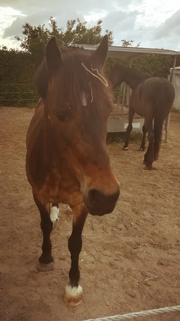 Reitstall Eichenlaub - Foto 2