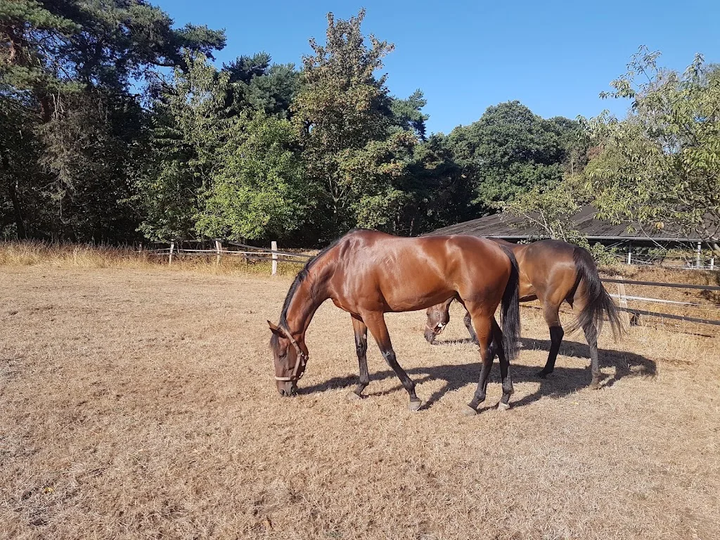 Royal Horses Reitanlage Hamsfeld 23 - photo 3