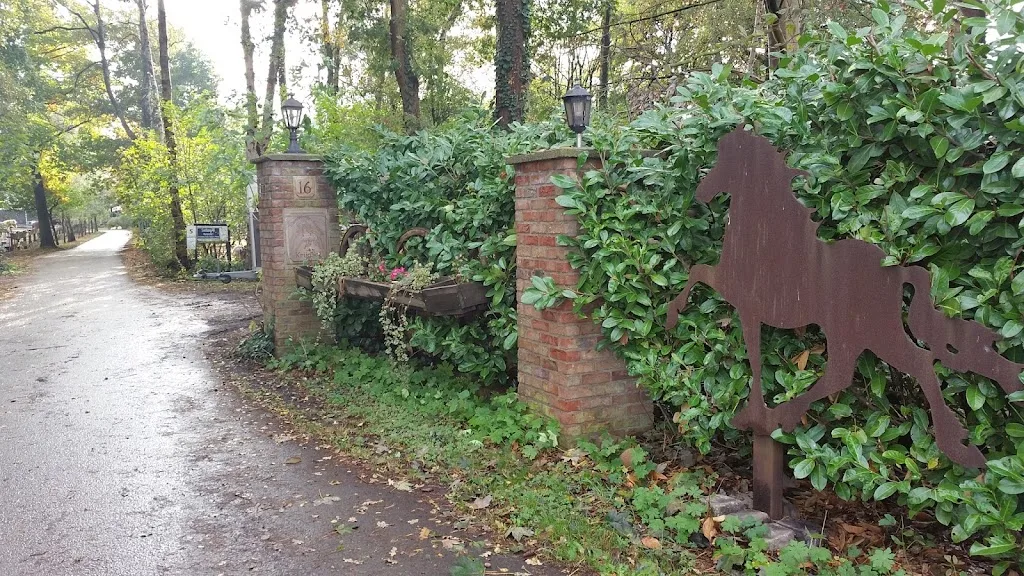 Islandpferde-Hölterhof - photo 1