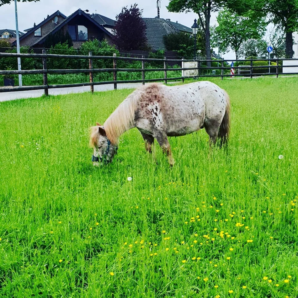 Reitanlage Junkerhof - Foto 1