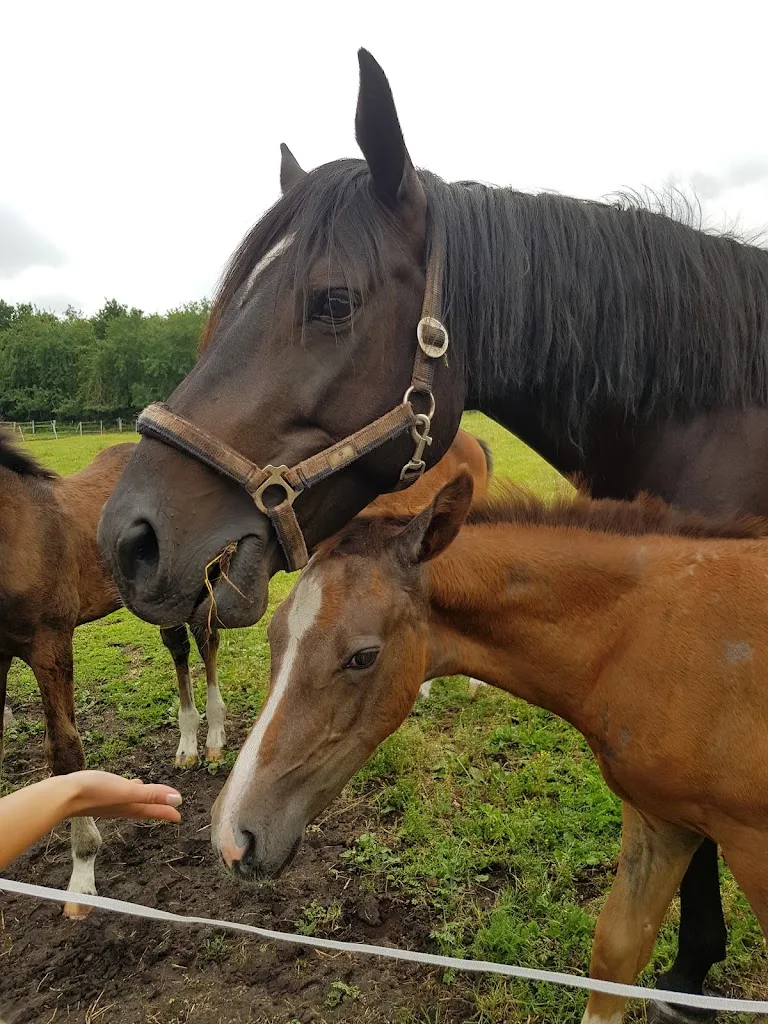 Trakehner Zucht & Ausbildungsstall Rondeshagen - photo 1