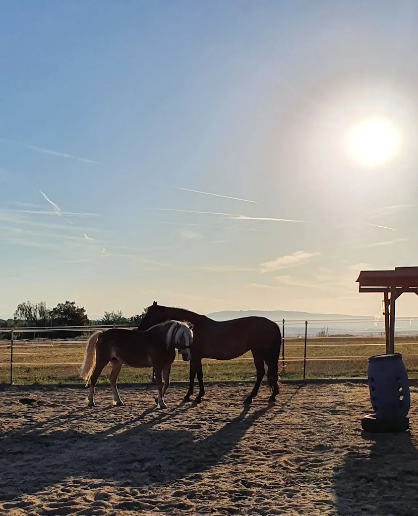 Reitanlage und Pferdereha Markgrafenhof - Foto 1