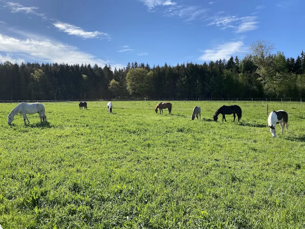 Reitanlage Bucher - Foto 2