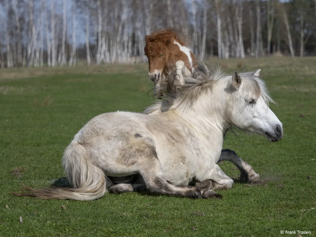 Thunder Horse Ranch - photo 1