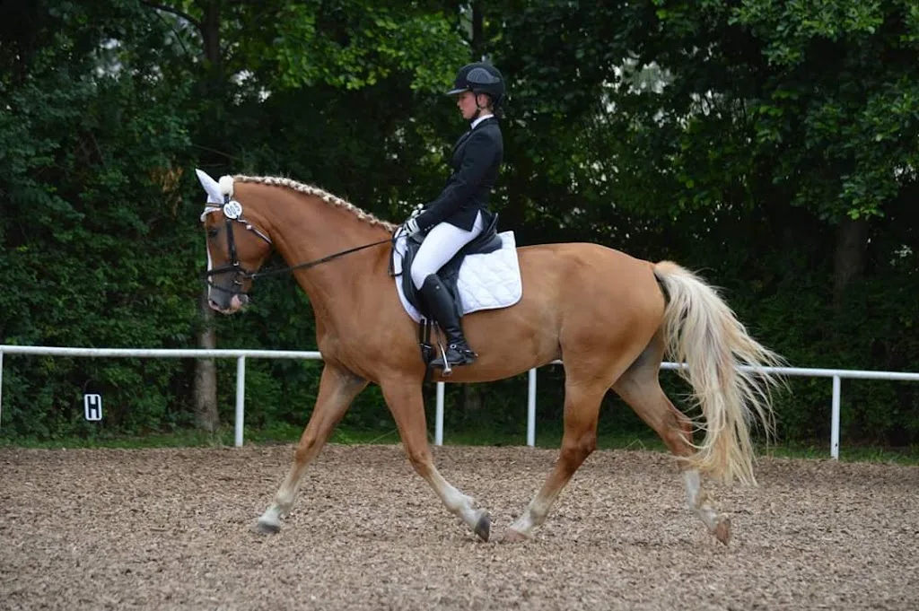 Reitanlage & Pferdepension Michaela Schulze - Foto 2