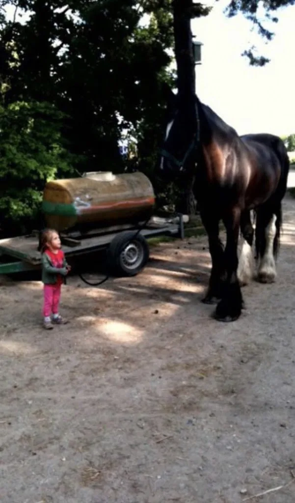 Ponyhof Dreiskau Muckern - Foto 1