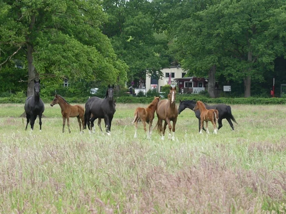 Reiterhof Hansen - photo 3