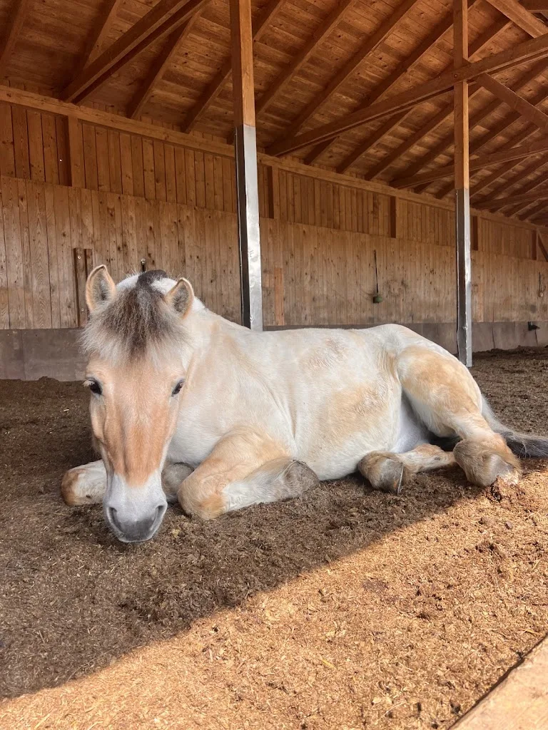 Pferde- und Ponyhof Karwill - Foto 1