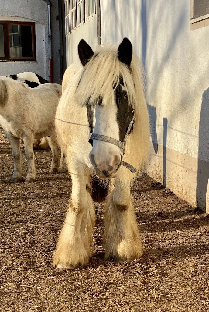Pferde- und Ponyhof Karwill - Foto 2