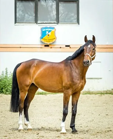 Reitstall Dettum - Foto 1