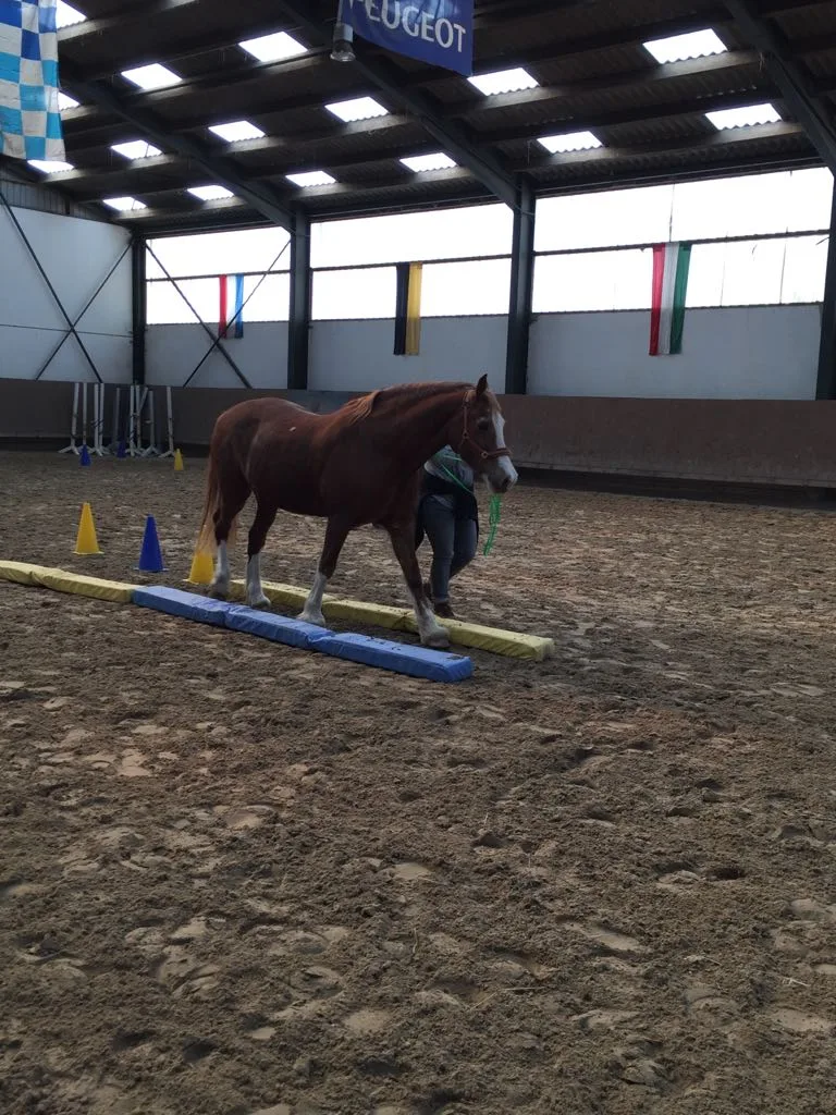 Reitanlage-Menniken, Moderne Reitanlage im Kreis Düren, Hürtgenwald-Großhau, Paddockboxen - photo 2
