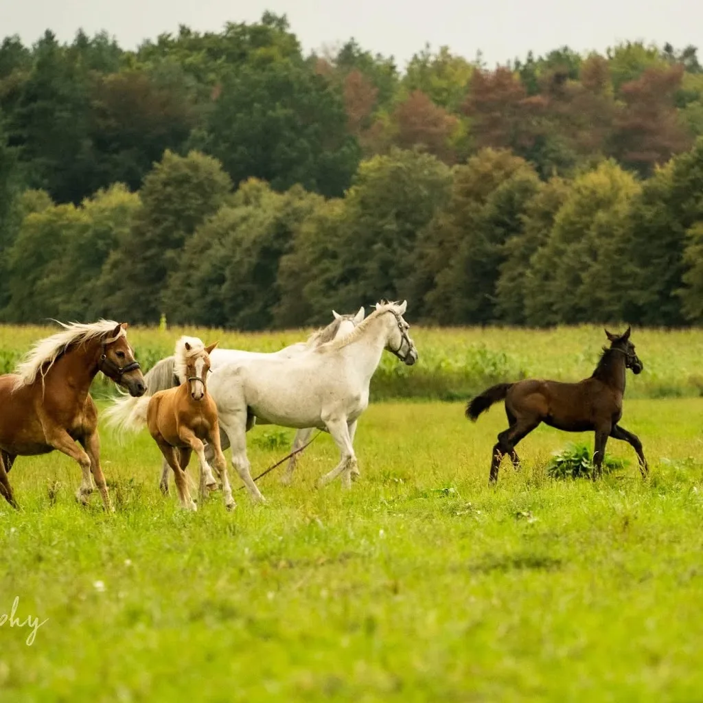 Pensions-und Reitstall Schäfer - Foto 1