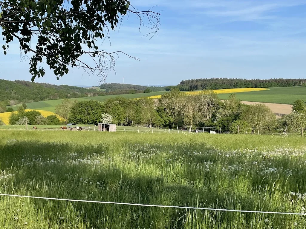 Islandpferdehof-Vulkaneifel - photo 3