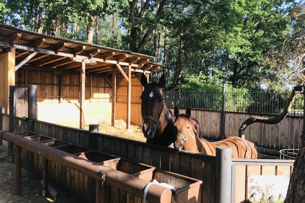 Pferdehof Klosterfelde - Andreas Gade - photo 1