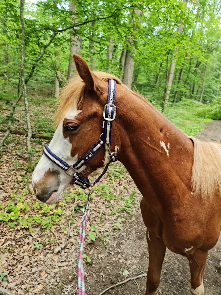 Pferdefreunde Leyerhof - Foto 1
