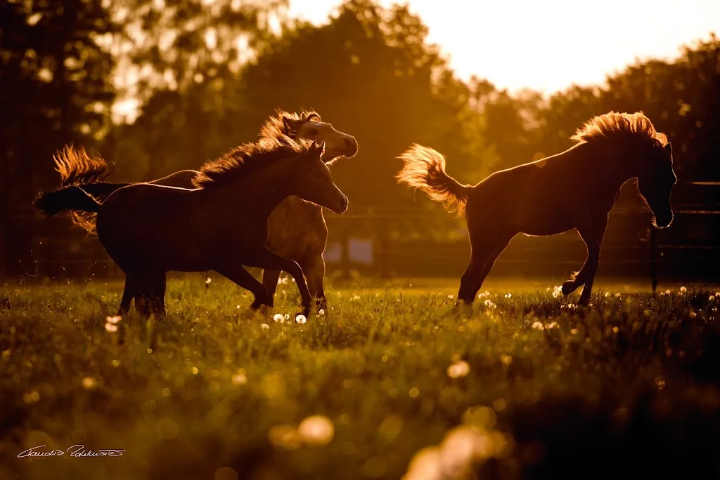 Bergerranch, CB Arabians Carina Berger - Foto 2