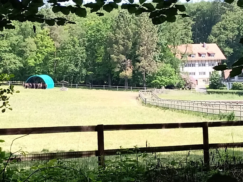 Gestüt Erlenhof - Foto 2