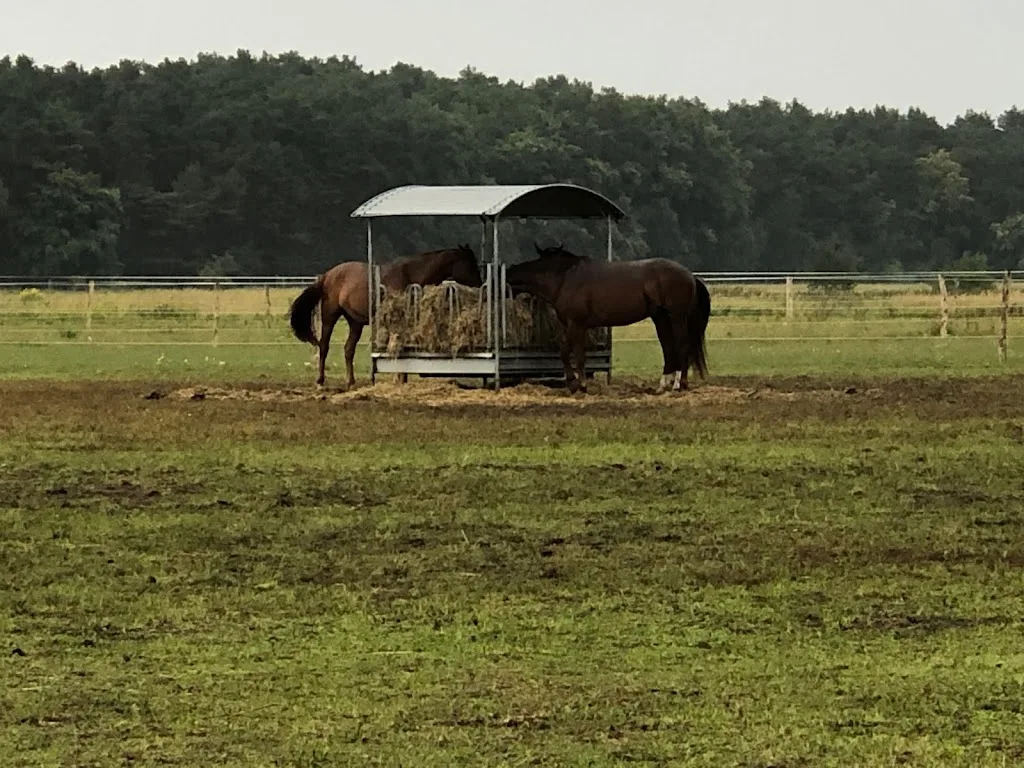 St. Georg Equestrian Club – Reiterhof Bestensee - Foto 1