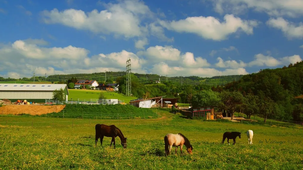 Pferdepension Letzehof - Foto 1
