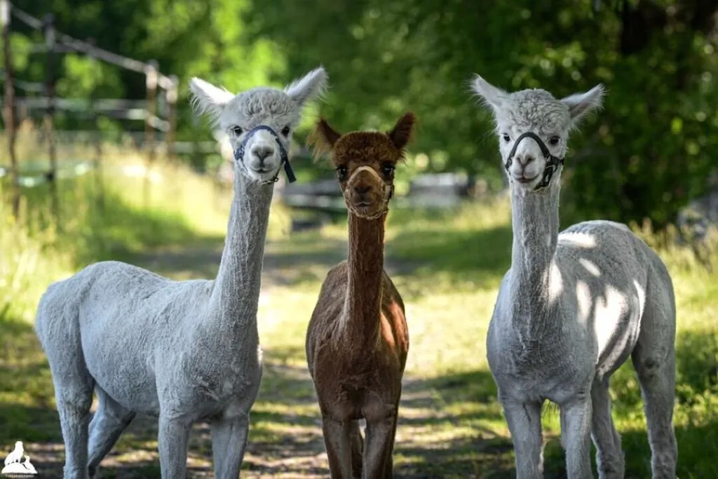 Anna's Winkelhof | Alpakawanderungen u. Reitunterricht Schwerpunkt Kinder - Foto 2